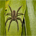 IMG 9533 Spider