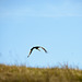 Storch - 20230612