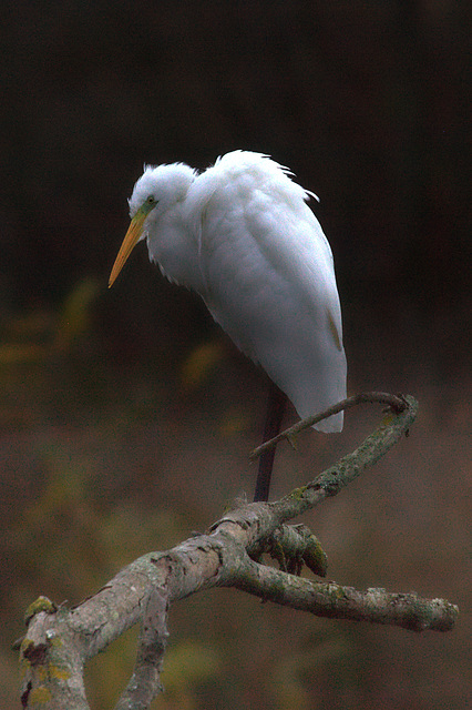 La grande aigrette au repos