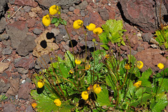 calceolaria biflora