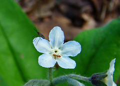 True Forget-me-not