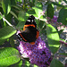 200/365 - Schmetterling und Sommerflieder
