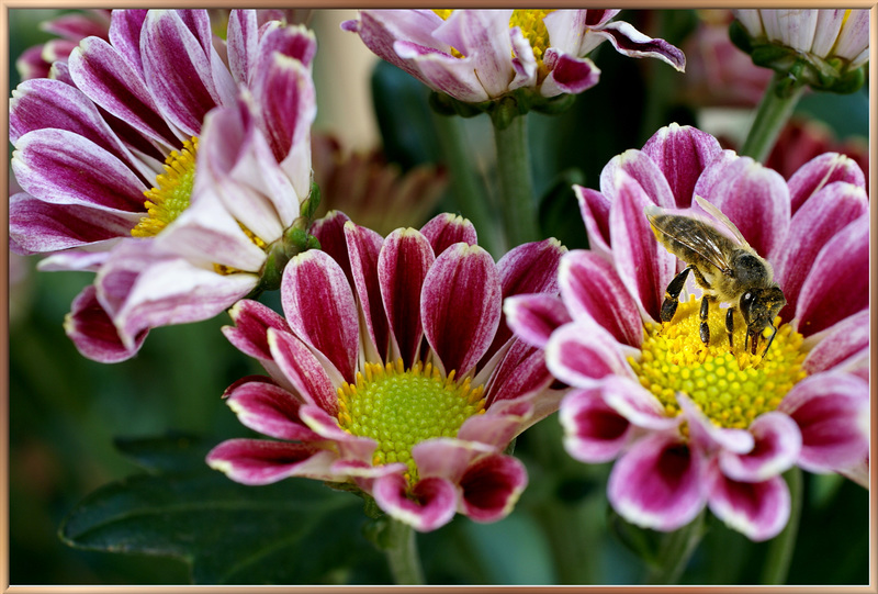 Sommerblüten. ©UdoSm