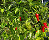 Capsicum 'Pimiento de Padrón'