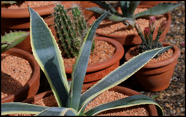 Agave americana variegata (1)