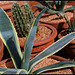 Agave americana variegata (1)