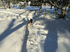Maggie on her winter trail