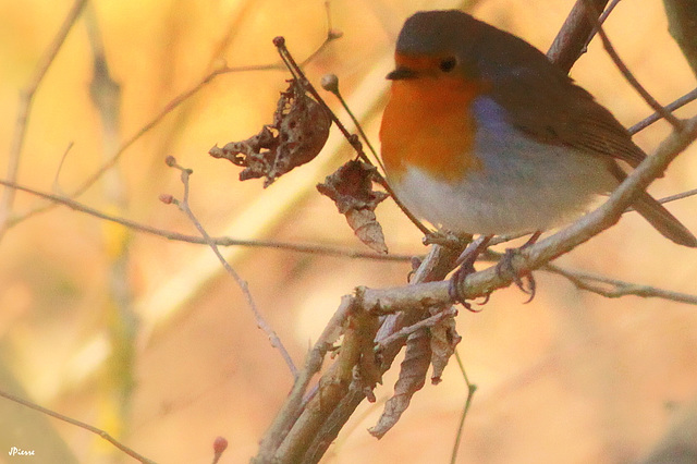 Rouge Gorge