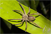 IMG 9541 Spider