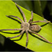 IMG 9541 Spider