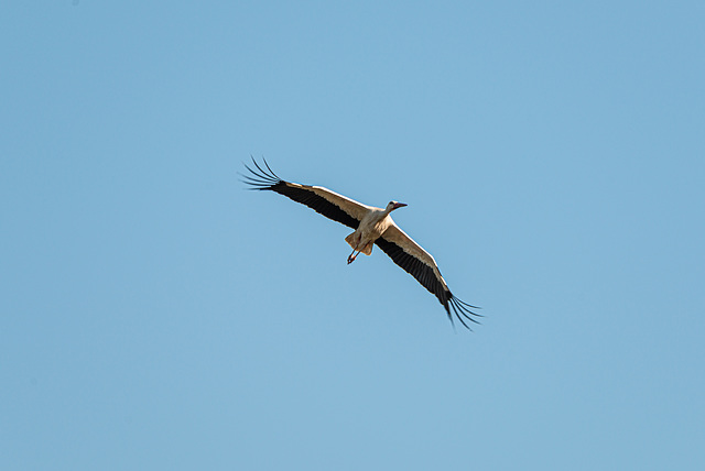 Storch - 20230612