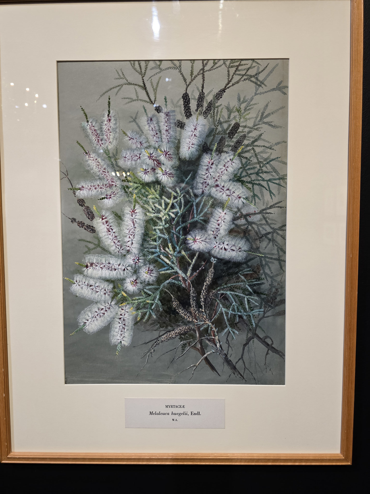 artist Ellis Rowan Melaleuca species from Western Australia