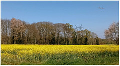 Champ de colza ..........Belle journée à tous !
