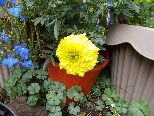 wpd[25] / gdn[25] - marigold