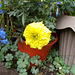 wpd[25] / gdn[25] - marigold