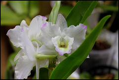 Dendrobium nobile