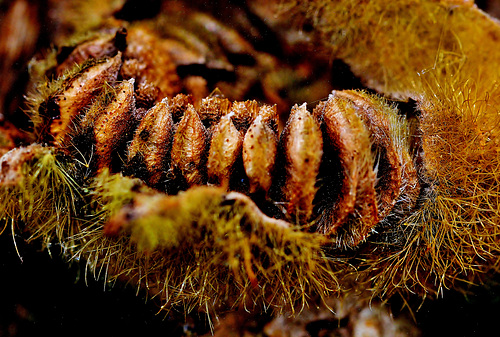 Hollyhock Seedhead