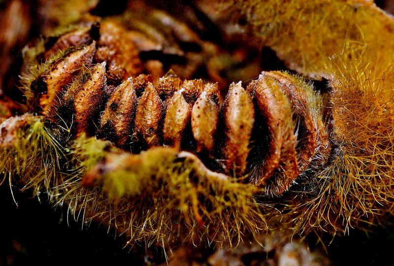 Hollyhock Seedhead