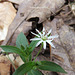 Star Chickweed Flower