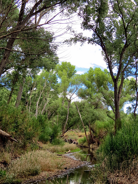 The San Pedro River