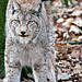 Luchs