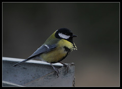 Mésange charbonnière