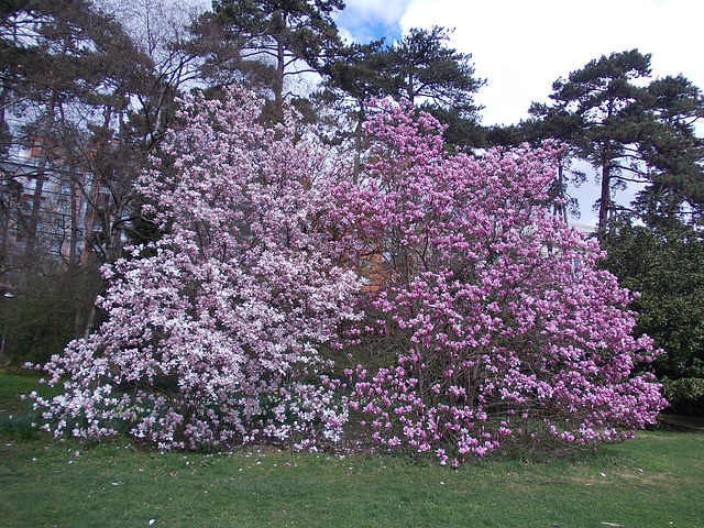les magnolias au parc