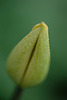 DSCF4775