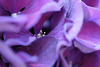 DSCF0612