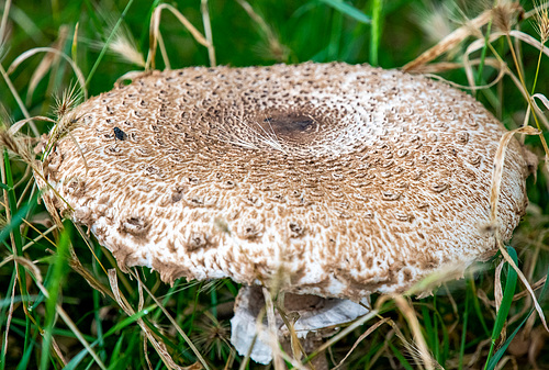 Fungi