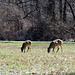 White-tail deer in our park