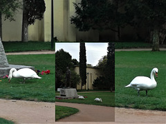 Grazing swans