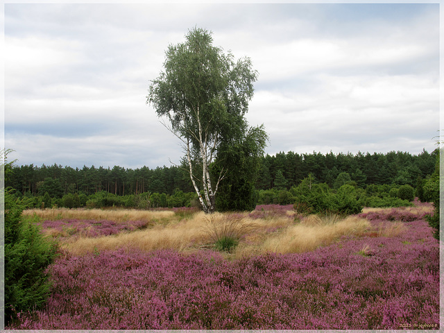 Rehrhofer Heide ➂