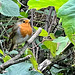 Robin by the Deveron