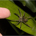 IMG 9547 Spider