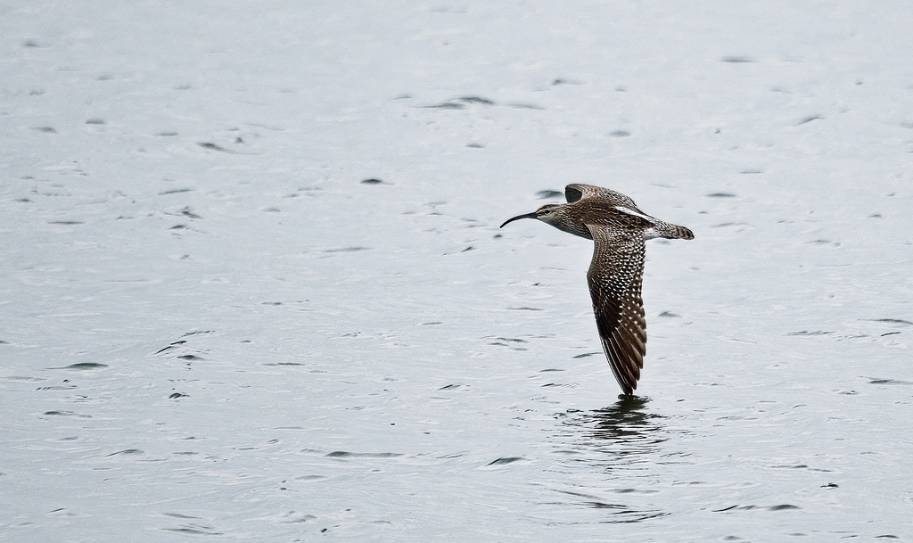 Curlew in Flight