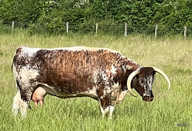 Panny Laing's Longhorns at Logie