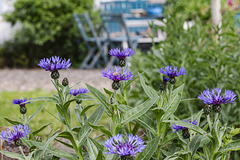 Kornblumen im Garten