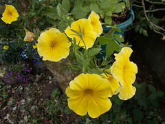 wpd[25] / gdn[25] - yellow