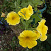 wpd[25] / gdn[25] - yellow