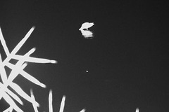 Hule at night - Hule at night -