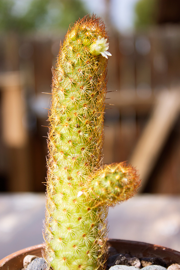 Copper King (Mammillaria elongata)