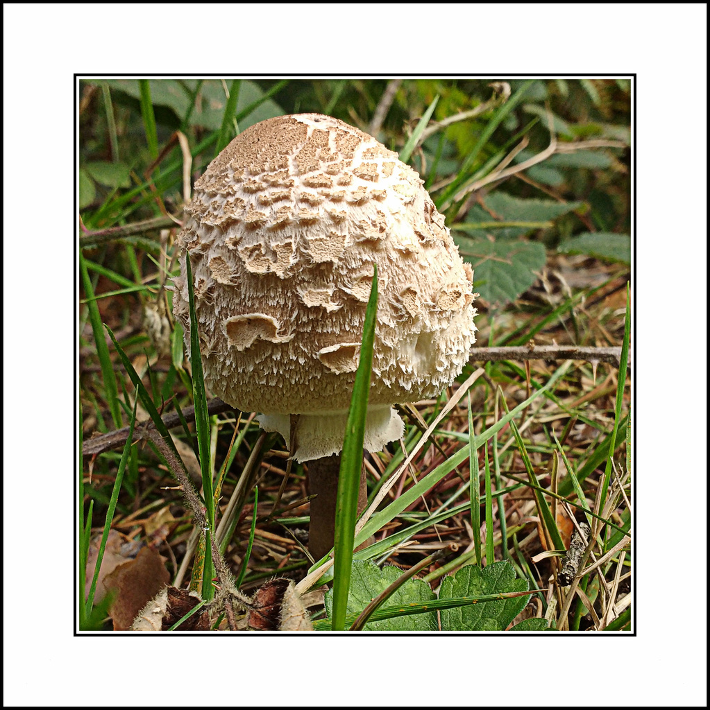 El bosque en otoño-5