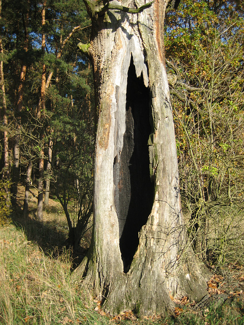 Abgestorbene Eiche im NSG