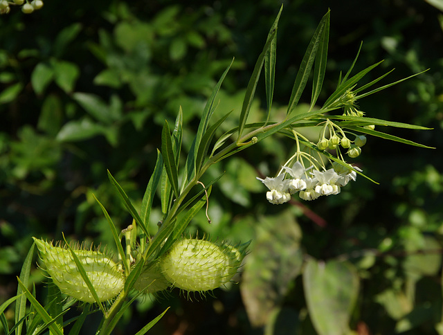 Milkweed