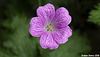 Pink geranium