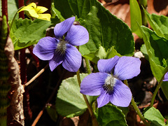 Day 2, Violets, Rondeau PP