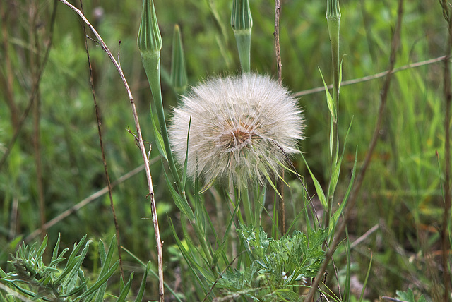 Großer Bocksbart / Tragopogon