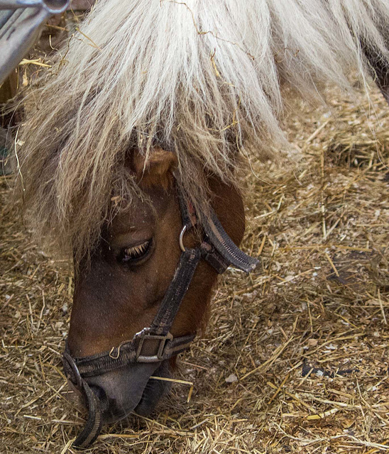 At Cotebrook shire horse centre.4jpg