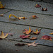 Herbst in Dresden (© Buelipix)